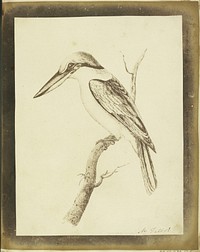 Copy of a Swainson Lithographic Print of a Collared Crabeater by William Henry Fox Talbot
