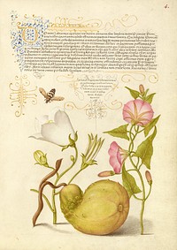 Fly or Blister Beetle, Willow Bellflower, Gourd, and Bindweed by Joris Hoefnagel and Georg Bocskay