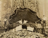 Falling Redwood, Humboldt County, California by Darius Kinsey