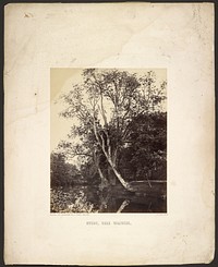 Study, Near Warwick. by Samuel Buckle and Francis Frith