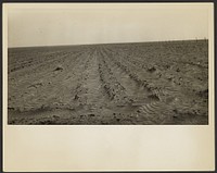 Furrows, Mills, New Mexico by Dorothea Lange