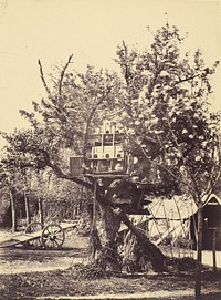Pigeon House in Tree by Eugène Colliau