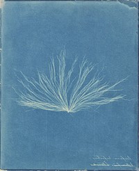 Confervae by Anna Atkins, Herschel Family and Anne Dixon