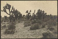 Mojave Desert by Louis Fleckenstein