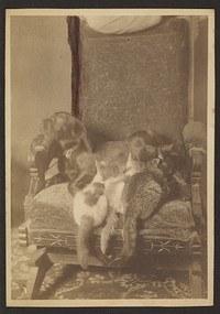 Cuddling Cats and Dog by Louis Fleckenstein