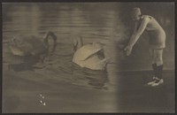 Composite of Swans and Diver by Louis Fleckenstein