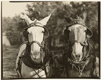 Two Mules, Hale County, Alabama by Walker Evans