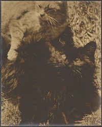 Two Cats by Louis Fleckenstein
