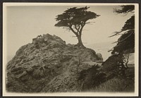 Landscape with Lone Cypress by Louis Fleckenstein