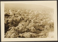 Landscape by Louis Fleckenstein