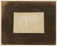 A Pony by William Henry Fox Talbot and John Dillwyn Llewelyn