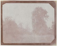 Group of Trees from the American Walnut by William Henry Fox Talbot