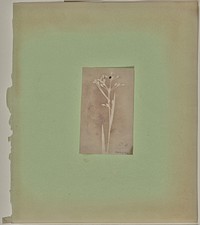 Luzula Pilosa. by William Henry Fox Talbot