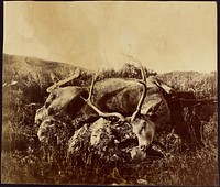 Dead stag on a rock by Roger Fenton
