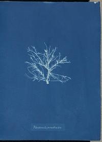 Rhodomela pinastroides. by Anna Atkins