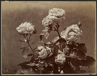 Roses by Charles Aubry