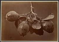 Pomegranates by Charles Aubry
