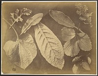 Leaf arrangement by Charles Aubry