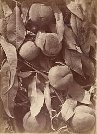 Peaches by Charles Aubry