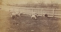 Sheep in a Pasture on the Farm at Avondale, PA by Thomas Eakins