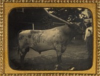 Herdsman with bull
