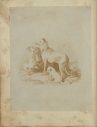 A Group of Five Dogs