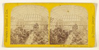 Interior of the New Conservatory. [Richmond & Kew] by Valentine Blanchard