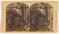 Forest, Isthmus of Darien. by Timothy H O Sullivan