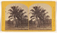 Cocoanut Tree, Tuyra River. by Timothy H O Sullivan