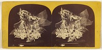 Beautiful Study in Skeleton Leaves. The Lyre. by Edward and Henry T Anthony and Co