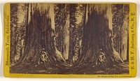 Schulyer Colfax, 73 ft. in circumference. [Mammoth Trees, California] by Edward and Henry T Anthony and Co