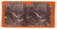 View in Silver Spring Run. [on the Ocklawaha River, Florida] by Edward and Henry T Anthony and Co