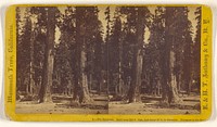 The Sentinels. Each over 300 ft. high, and 23 ft. in diameter. Entrance to the Grove [Mammoth Trees, California] by Edward and Henry T Anthony and Co