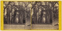 Guy's Cliff - The Avenue, From the Road. [Warwickshire, England] by Francis Bedford