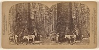 Grisley [sic] Giant, Mariposa Grove, Yo Semite Valley. by Charles Bierstadt
