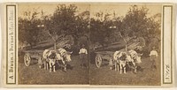 Man standing next to oxen-drawn cart by Adolphe Braun