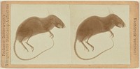 X-ray of a rat by Dotterweich