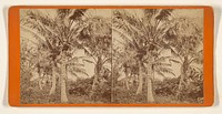 Cocoanut tree by Florida Club Charles Seaver Jr and George Pierron
