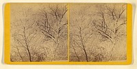 Trees with frost by Benjamin West Kilburn