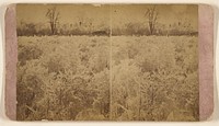 Brush field south gate cemetery by Christopher Smith German