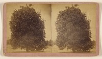 Large, bushy tree by M M and W H Gardner