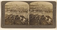 The Great Union Stock Yards and Packing Houses, Chicago, Ill. by George W Griffith