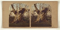 Gnarled tree by William Grundy