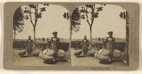 Carrying the rice to market. Java. by Carleton H Graves