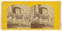 Zebra by Frank Haes