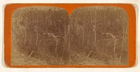 From Tipped Rock, South. [Rock City, near Olean, Cattaraugus County, New York] by Hoover and Brickell