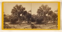 Palmetto Tree in a private garden in Calhoun St., Charleston, S.C. by Hubbard and Mix