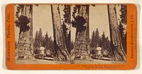 Section of the Big Tree, 30 feet in diameter, and House over the Stump, from the Sentinels. by Thomas Houseworth and Company