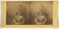 Pomona. - Contribution of Mr. J.E. Mitchel to Horticultural Exhibition, 1860. by Langenheim Brothers Frederick and William Langenheim