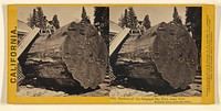 Section of the Original Big Tree, near view, Mammoth Grove, Calaveras county. by Lawrence and Houseworth